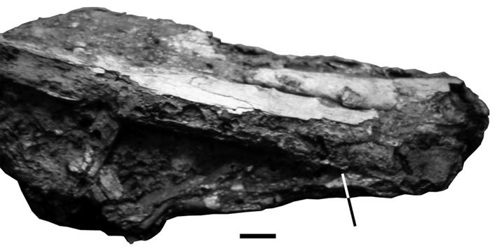 The mandible is 4cm deep as preserved, and the left ramus shows a longitudinal break, similar to those described for the snout, apparently due to crushing.