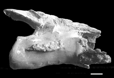 Although the specimen does not preserve cranial and dental elements, which are highly relevant for phylogenetic analysis, the available postcranial bones allow comparisons with other euiguanodontians