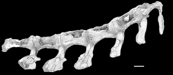 views. Scale bar = 1cm. Fig.5- Macrogryphosaurus gondwanicus sp.