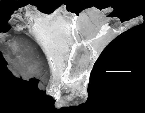 476 J.O.CALVO, J.D.PORFIRI & F.E.NOVAS Plates: Macrogryphosaurus has ossified plates placed along the dorsal region of the thorax, from ribs 6 to 8 (Figs.7-8).