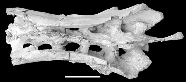 DISCOVERY OF A NEW ORNITHOPOD DINOSAUR FROM THE PORTEZUELO FORMATION, ARGENTINA 477 PELVIC GIRDLE AND HINDLIMBS Ilium: Both ilia articulated with the sacrum were recovered (Figs.9A-9B).