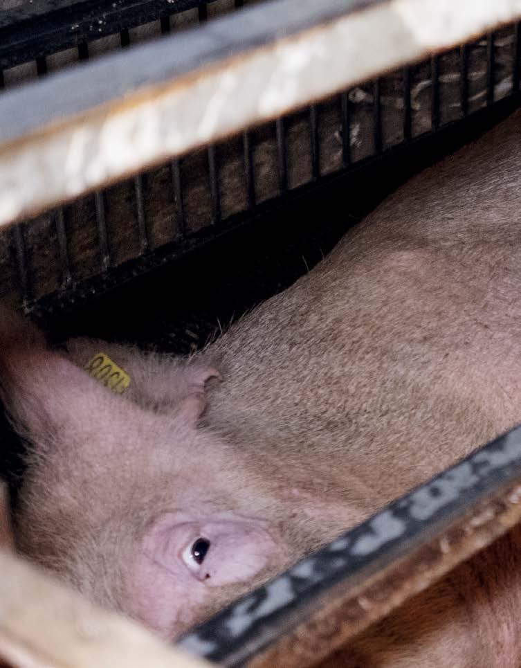 4/18/2018 Animals farmed: pigs, parma ham and your shopping habits Animals farmed The Guardian LAV / Eurogroup for Animals Animals farmed: pigs, parma ham and your shopping habits Welcome to our