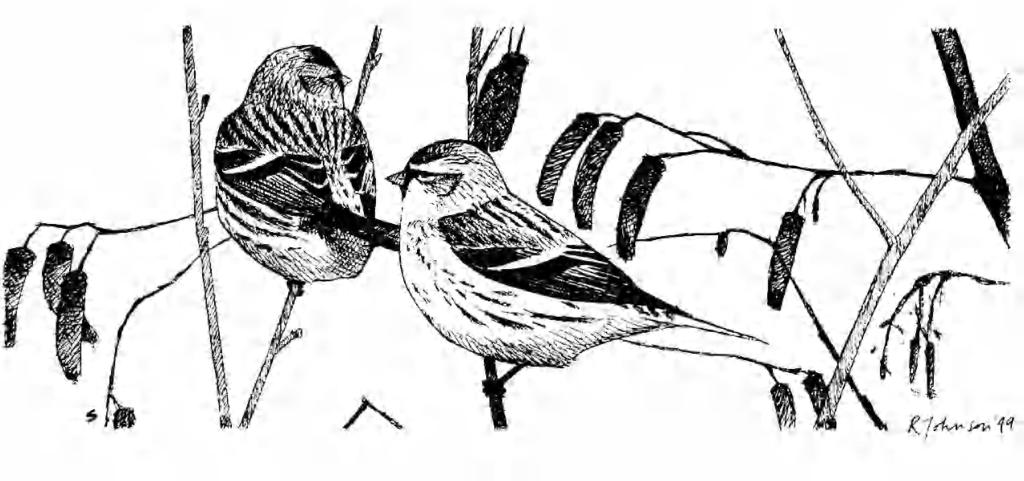 R. Johnson Arctic Redpoll Carduelis hornemanni exilipes: an identification review based on the 1995/96 influx S. C.Votier, J. Steele, K. D. Shaw and A. M.