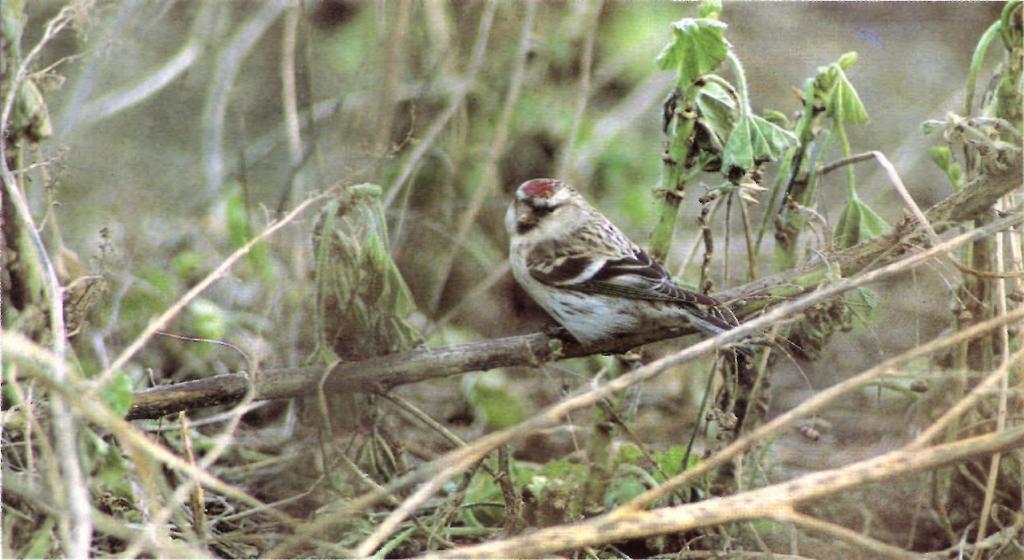 63. Arctic Redpoll Carduelis hornemanni exilipes, Langham, Norfolk, February 1996. Another broadbeamed exilipes showing powerful cheek muscles, bull-neck and deep-based bill.