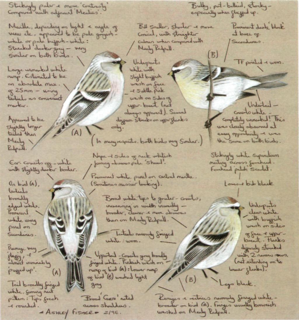E.A. Fisher Fig. 2. Arctic Redpoll Carduelis hornemanni exilipes.