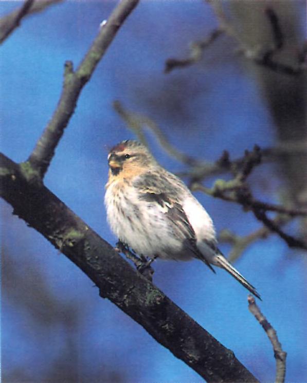 Robin Chittenden Steve Young/Birdwatch 43. Arctic Redpoll Carduelis hornemanni exilipes, Langham, Norfolk, March 1996.