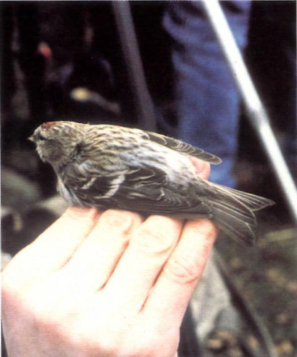 P. J. Dunn Martin S. Scott 47. Unidentified first-winter female redpoll, probably Arctic Carduelis hornemanni exilipes, Filey, North Yorkshire, 1996.