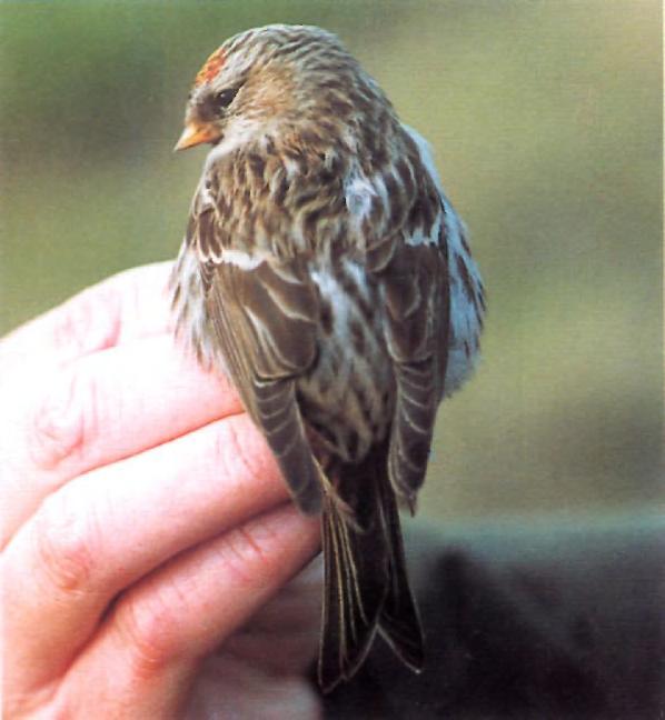 finer dark streaks throughout are a little strong and suggest Mealy Redpoll C. flammea flammea. Other supporting characters have to be used to identify such individuals. 48.