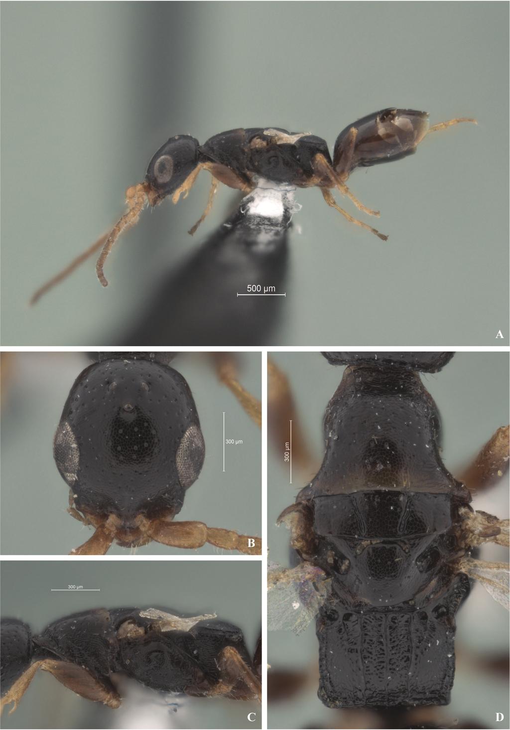 European Journal of Taxonomy 151: 1 16 (2015) Fig. 2. Bradepyris jordanicus sp. nov. Holotype,. A.