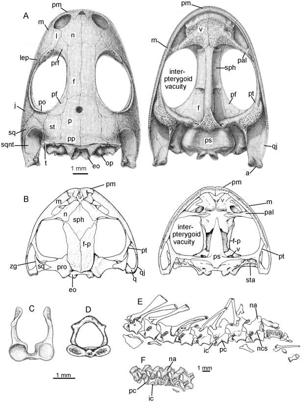 100 R. L. CARROLL Figure 65. A, skull of the amphibamid Doleserpeton from the Lower Permian of Oklahoma in dorsal and palatal views. Reproduced from Bolt (1969).
