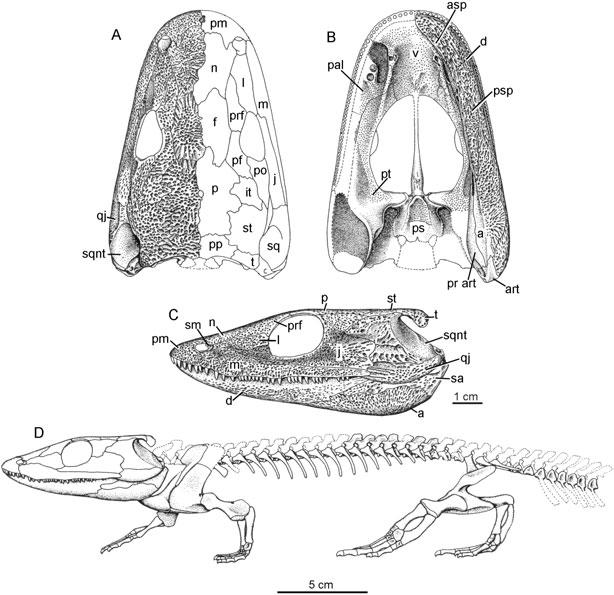 LISSAMPHIBIAN ANCESTRY 105 Figure 68. Skull and skeleton of Dendrerpeton, an early temnospondyl amphibian from the Westphalian A of Joggins, Nova Scotia. Reproduced from Holmes et al. (1998).