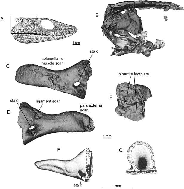 106 R. L. CARROLL Figure 69. Middle ear of temnospondyls.