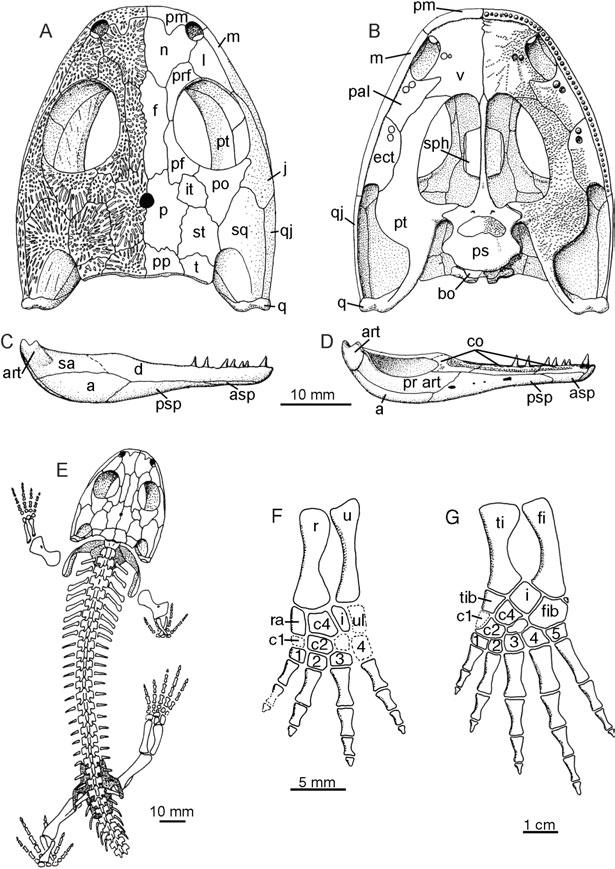 LISSAMPHIBIAN ANCESTRY 107 Figure 70. The Lower Carboniferous temnospondyl Balanerpeton. A, B, skull in dorsal and palatal views. C, D, lower jaw in lateral and medial views.