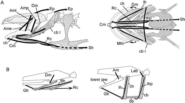 22 R. L. CARROLL branchials. They are retained in Acanthostega and also in the lepospondyl Pantylus (Romer, 1969).
