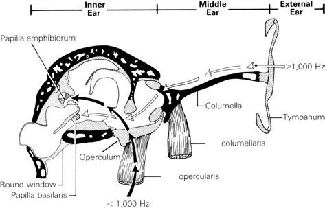 38 R. L. CARROLL Figure 20. Diagram of the anuran auditory system. Reproduced from Duellman & Trueb (1986).