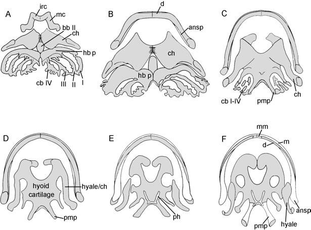 40 R. L. CARROLL Figure 22. Changes in the hyobranchial apparatus during metamorphosis in the primitive living frog Pelodytes. Reproduced from Cannatella (1999).