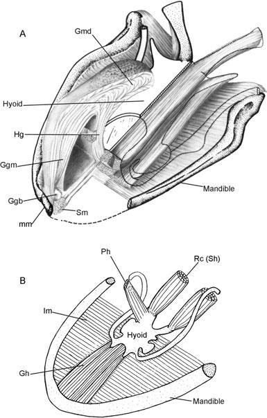 LISSAMPHIBIAN ANCESTRY 41 Figure 23. Tongue and hyoid apparatus in frogs. A, cutaway of hyoid and tongue musculature of Bufo marinus at the beginning of the tongue-flip sequence.