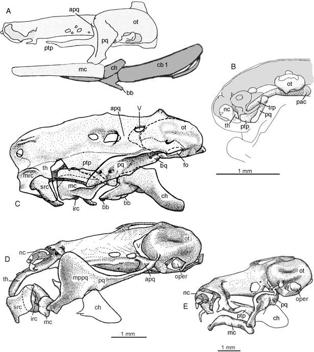 LISSAMPHIBIAN ANCESTRY 47 Figure 27. Chondrocrania, palatoquadrate, and Meckel s cartilage of a salamander and anurans.