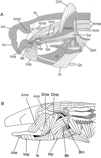 50 R. L. CARROLL cervicus reduce the volume of the pharyngeal cavity. Food is trapped within the gills, and the water flows into the branchial chambers via three gill slits.
