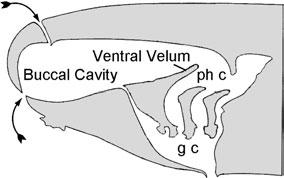 52 R. L. CARROLL Figure 32. Sequence of pumps in anurans. Reproduced from Cannatella (1999). Abbreviations unique to this figure: phc, pharyngeal cavity; gc, gill cavity. Figure 33.