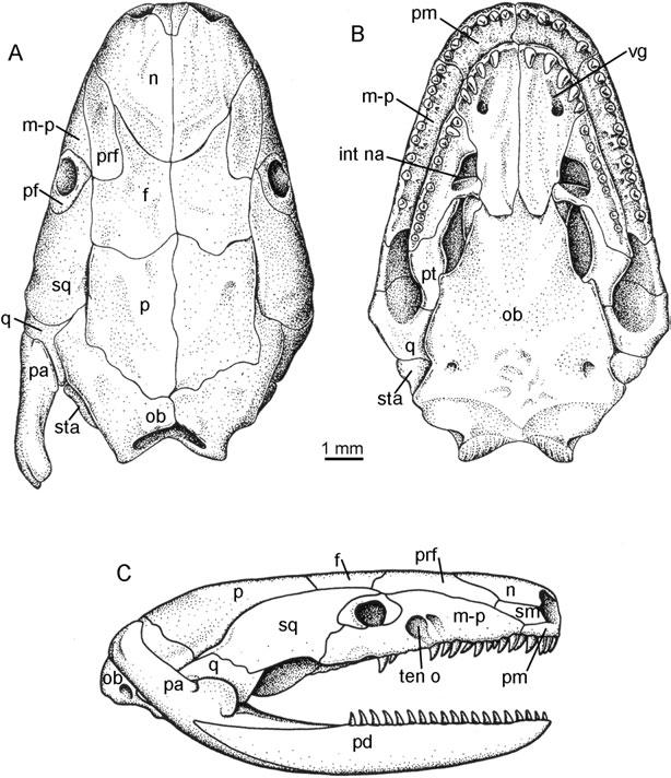 LISSAMPHIBIAN ANCESTRY 55 Figure 36. Skull of the conservative living caecilian Ichthyophis glutinosis, in dorsal, palatal, and ventral views. Reproduced from F. A. Jenkins, D. Walsh & R. L.