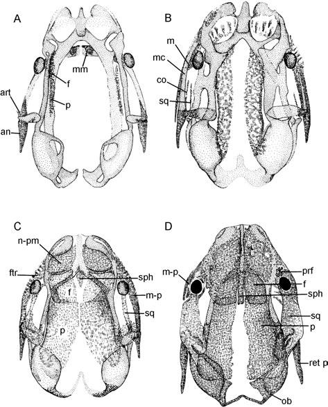 LISSAMPHIBIAN ANCESTRY 59 Figure 40. Sequence of ossification of the skull bones of the advanced caecilian Dermophis. Reproduced from Wake (2003).
