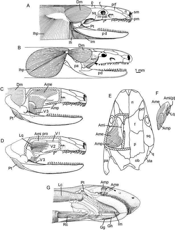 64 R. L. CARROLL Figure 43. Jaw muscles of extant caecilians. A F, the primitive genus Ichthyophis glutinosus. G, the caeciliid Dermophis. A, superficial view of all the major jaw muscles.