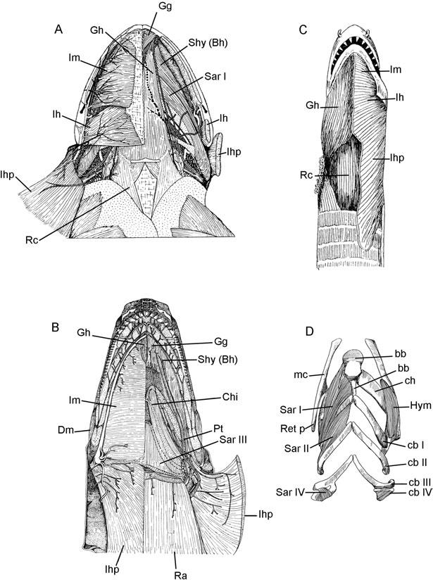 66 R. L. CARROLL Figure 44. Hyoid musculature of Salamandra and caecilians. A, ventral view of the jaw musculature of Salamandra. Reproduced from Francis (1934).