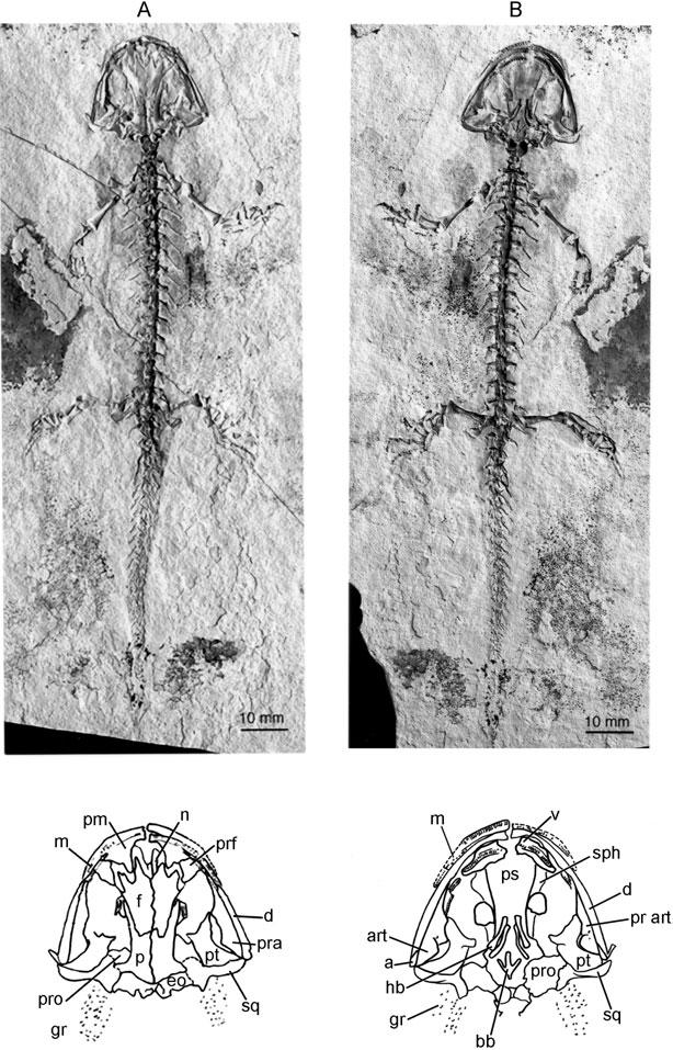 72 R. L. CARROLL Figure 47. Chunerpeton tianyiensis, a cryptobranchid salamander from the Middle Jurassic of China.