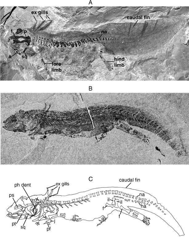 LISSAMPHIBIAN ANCESTRY 73 Figure 48. Salamandramorph larvae.