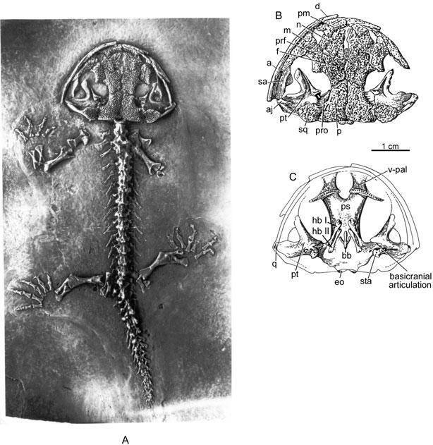 74 R. L. CARROLL in the vertebrae (Evans et al., 2005). The family Karauridae, which may be the closest sister taxon to the crown-group urodeles, lacks spinal nerve foramina.