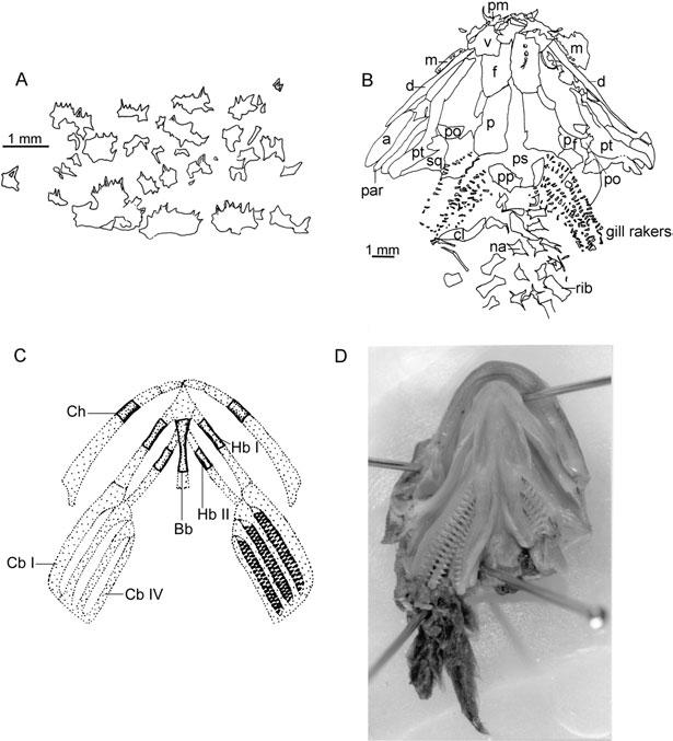 86 R. L. CARROLL Figure 57. Branchial denticles in Palaeozoic branchiosaurs and a modern salamander.