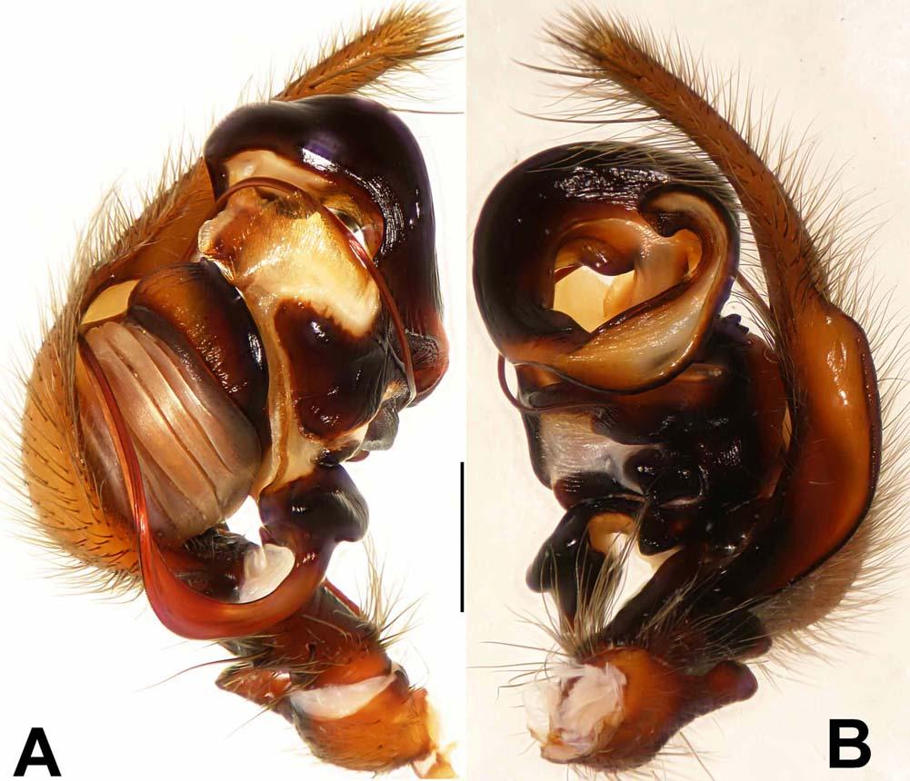 FIGURES 62A B. Draconarius rotulus sp. nov., photos based on holotype male. A. Left palp, prolateral view; B. Same, retrolateral view. Scale bar: 1mm. Draconarius tamdaoensis sp. nov. Figs 63 66, 87 Type material.