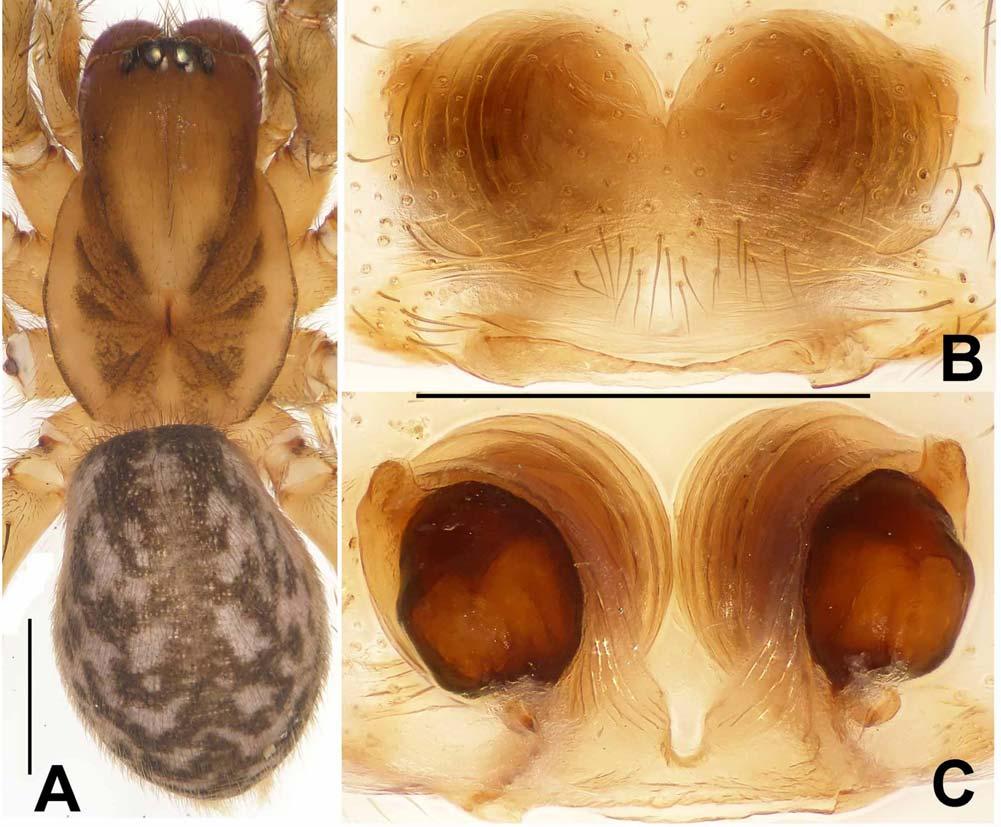 FIGURES 77A C. Draconarius volubilis sp. nov., photos based on paratype female. A. Female habitus, dorsal view; B. Epigynum, ventral view; C. Vulva, dorsal view. Scale bars: A = 1mm, B C = 0.5mm.