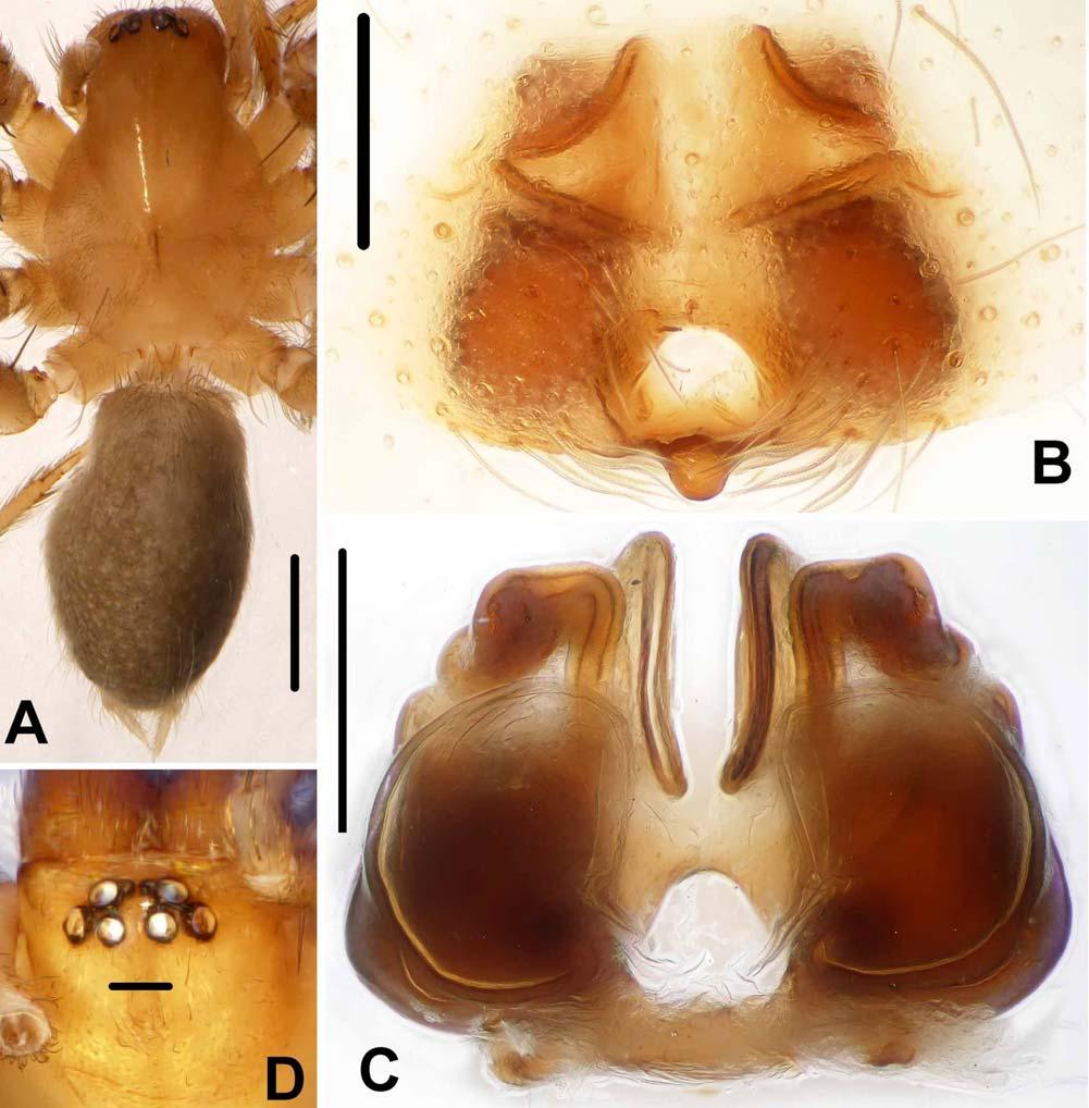 Habitat preferences. These specimens were collected in cave, this species may live in the caves or the rock crevices. Distribution. Vietnam (Hai Phong) (Fig. 87). FIGURES 79A D.