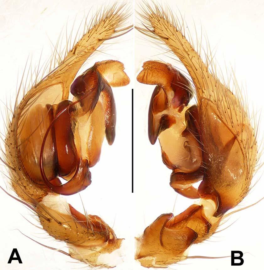 FIGURES 4A B. Coelotes acerbus sp. nov., photos based on holotype male. A. Left palp, prolateral view; B. Same, retrolateral view. Scale bar: 1mm. Coelotes furvus sp. nov. Figs 5 9, 87 Type material.