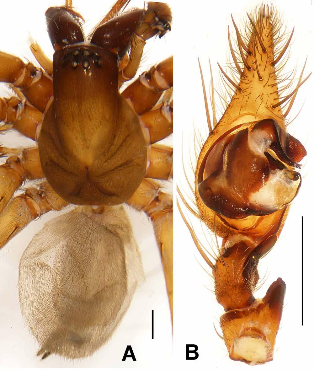 FIGURES 22A B. Coelotes songae sp. nov., photos based on holotype male. A. Male habitus, dorsal view; B.