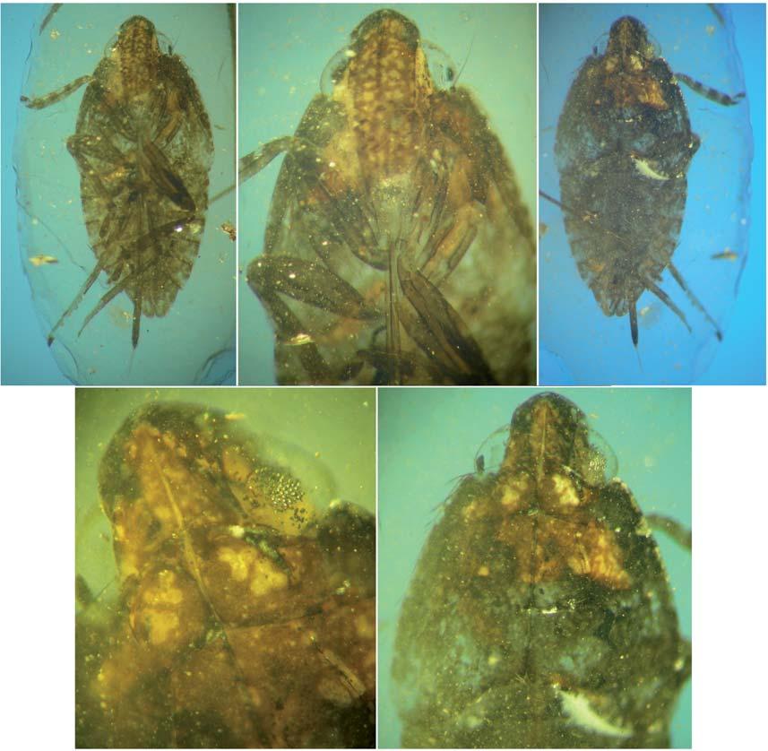 Neazonidae (Insecta, Hemiptera) from Lower Cretaceous French amber A B C D E FIG. 2. Akmazeina santonorum n. gen., n. sp.