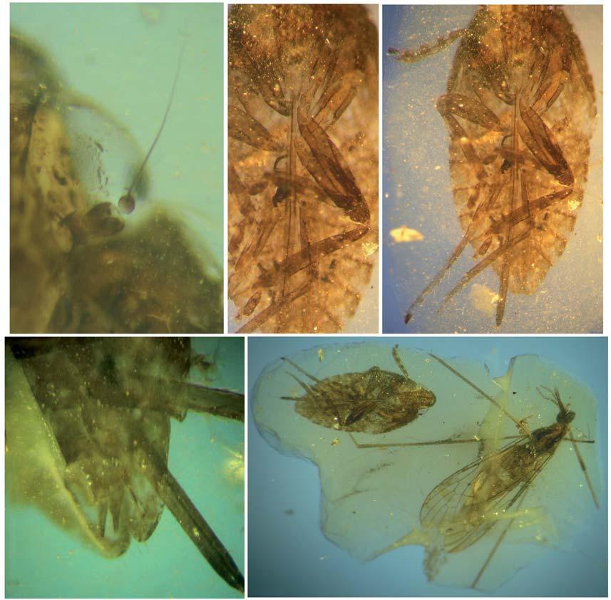 Neazonidae (Insecta, Hemiptera) from Lower Cretaceous French amber A B C D E FIG. 3. Akmazeina santonorum n. gen., n. sp.