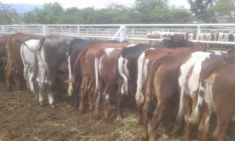 As per the herd book and breed standards of the Pinzgauer and PinZ²yl Cattle Breeders Society of SA it is compulsory for the owner to weigh their new born at birth and the weaning age and these data