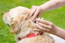 Spot Treatment for Flea Control Pet owners should always read the pesticide label. Certain products can be used only on dogs, and some list specific treatment procedures for puppies and kittens.