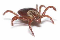 In addition to taking blood meals, some ticks are able to transfer pathogens from infected to uninfected hosts. Development of a tick from egg to adult generally takes about a year.