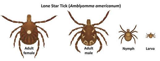 Lone Star Tick All stages of the lone star tick will feed on humans, including the tiny larva or "seed tick" (photo: CDC drawing) All stages of the lone star tick attack animals and humans.
