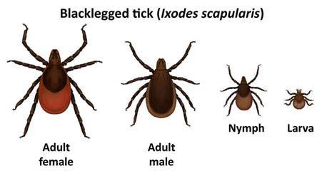 Blacklegged Tick (photo: CDC drawing) The blacklegged tick (Ixodes scapularis) is being found more frequently in Kentucky.