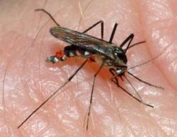 Common Mosquitoes in Kentucky The Asian tiger mosquito (Aedes albopictus) is black with white bands on its legs and a distinctive single thin white band along the middle of the thorax.