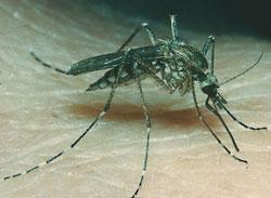 The inland floodwater mosquito (Aedes vexans) is a mediumsized brown mosquito with narrow rings of white scales on the feet and a V -shaped notch at the middle of each band of white scales on the