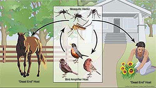 WNV normally cycles between house mosquitoes and birds. Mosquitoes can pass the virus to people, horses and other mammals. (www.cdc.