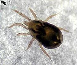 These mites burrow into the skin, making tunnels up to 3 mm (0.1 inch) long. At first, the mites cause little irritation but after about a month an itching sensitization begins.