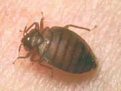 Bed Bugs Bed bug (www.extension.umn.edu) Adult bed bugs are about 1/4-inch long insects with reddish-brown, with oval, flattened bodies. They can live in almost any crevice or protected location.