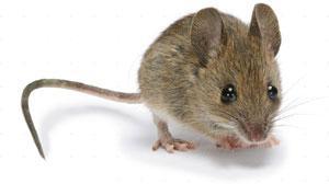 Roof rats are excellent climbers and are usually found above ground level. Nests may be located indoors, in attics, roof areas, or ceiling voids.